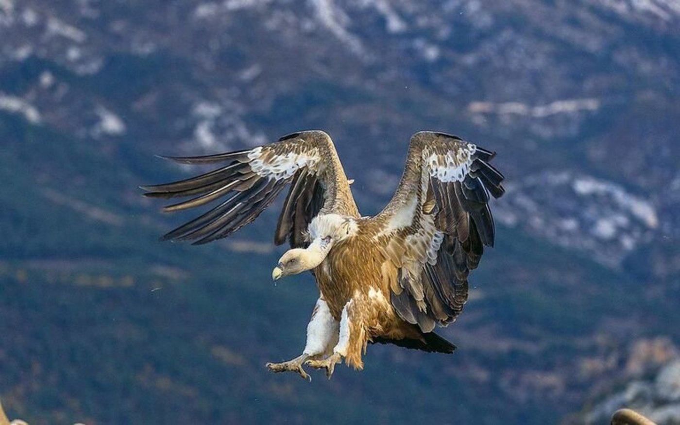 Gänsegeier sind bestens an das Ausnehmen von Kadavern angepasst: Der Kopf und der Hals sind nur leicht befiedert. Eine Halskrause schützt den restlichen Körper vor Verschmutzung.