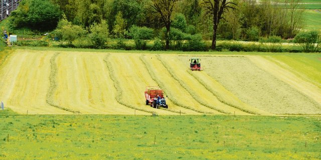 Im Talgebiet wurde schon eifrig einsiliert. Die Qualität hängt dabei von vielen Faktoren ab.(Bild BauZ)