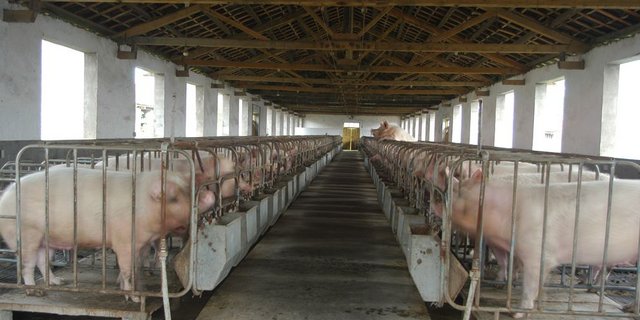 Blick in einen chinesischen Schweinestall. (Bild topagrar)