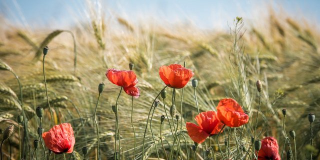 Auf Schweizer Äckern sollen auch in Zukunft keine gentechnisch veränderten Pflanzen angebaut werden dürfen. Es gebe noch zu viele offene Fragen, so ein Argument für die Verlängerung des Moratoriums. (Bild geraldfriedrich2 / Pixabay)