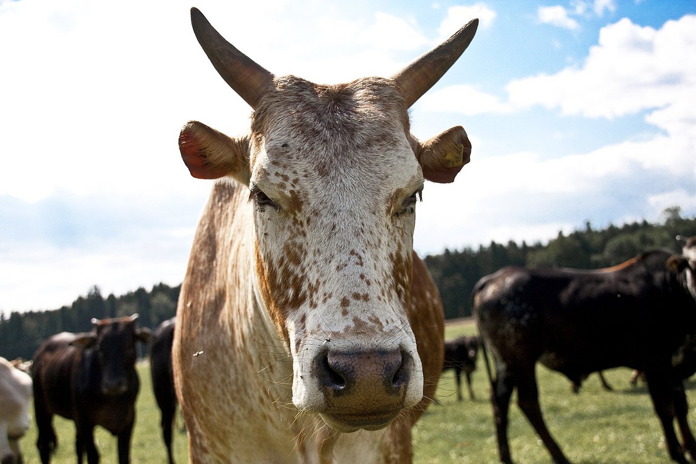 Zebus stecken die Hitze lockerer weg als andere Kühe. (Bilder Jonas Ingold/lid)