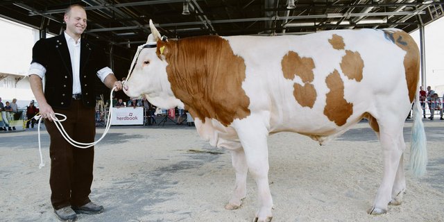 Der fabelhafte Simmentaler Famos von Samuel Siegenthaler, Amsoldingen, wird seinem Namen gerecht und wird Mister (Bild). Am Dienstagvormittag gewann bei den SI-Stierkälbern Tarius von André und Markus Mosimann, Toffen. (Bild BauZ/dj)
