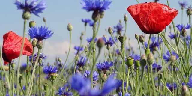 Bunt- und Rotationsbrachen sowie Säume und Nützlingsstreifen sind nicht nur wichtige Lebensräume für viele Tierarten, sondern werten auch das Landschaftsbild auf. (Bild if) 
