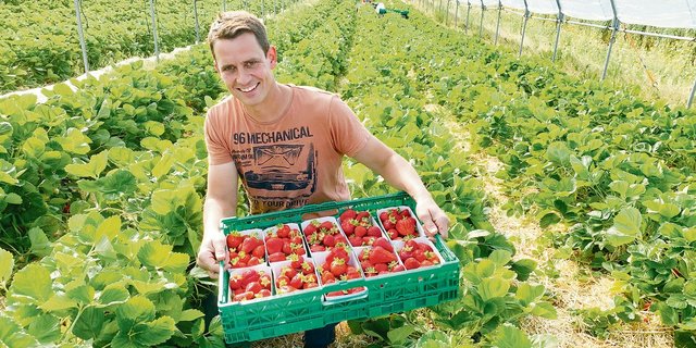Konrad Jund aus Römerswil beim Ernten der Erdbeeren in den Folientunnels. Alle Früchte werden direkt vermarktet. (Bild Josef Scherer)