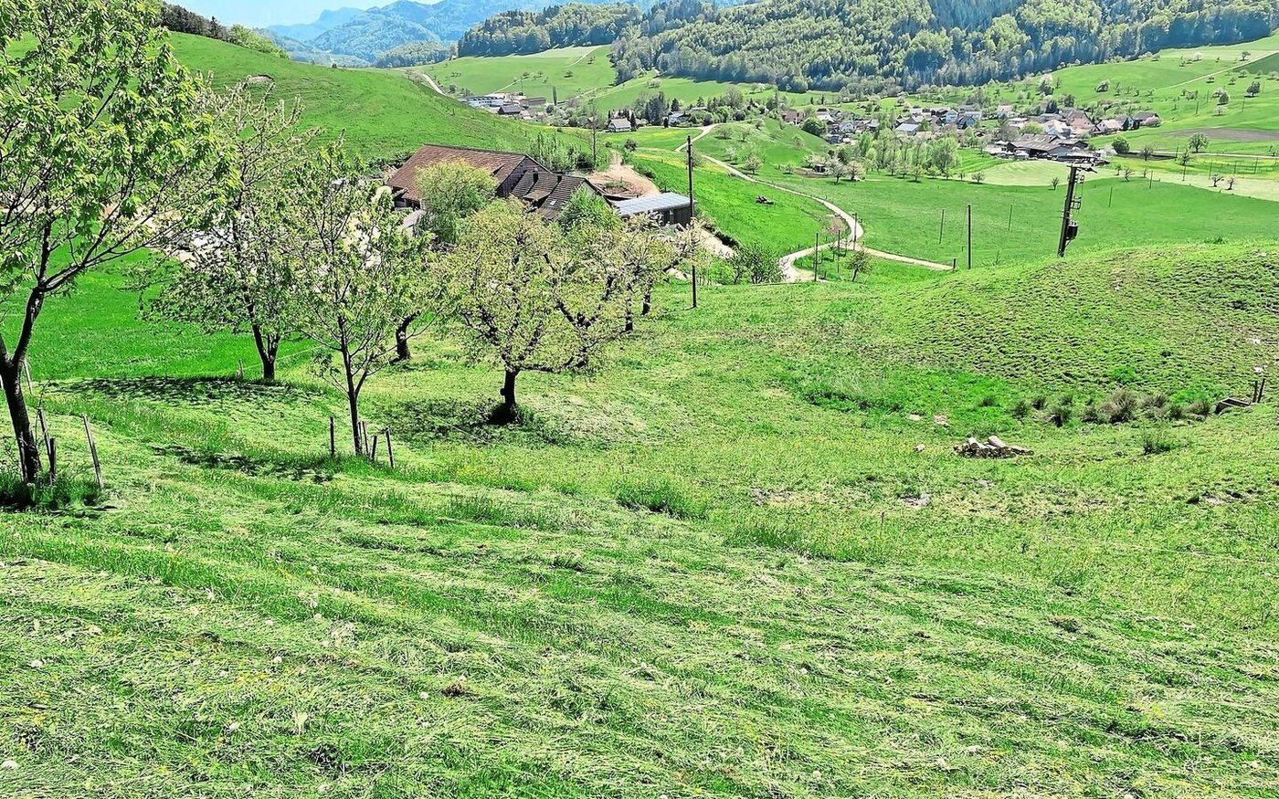 Vormähen kann an maschinell schwierig zu erntenden Stellen die typische Mähweide ersetzen.