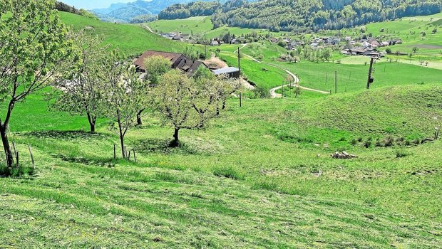 Vormähen kann an maschinell schwierig zu erntenden Stellen die typische Mähweide ersetzen.