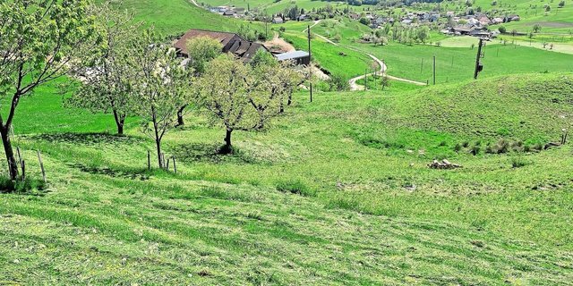 Vormähen kann an maschinell schwierig zu erntenden Stellen die typische Mähweide ersetzen.