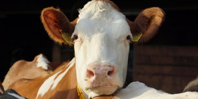 Eine akute Infektion mit BVD verläuft meist ohne oder nur mit milden Symptomen, kann aber bei trächtigen Rindern zu verschiedenen Komplikationen führen. (Bild BauZ)