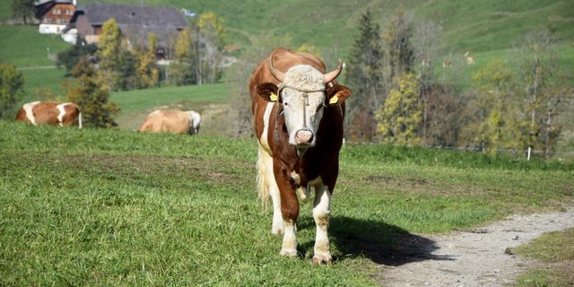 Ein Nasenring wird zwar empfohlen, macht aber nur Sinn, wenn das Tier auch daran geführt werden kann. (Bild ke/bauz)