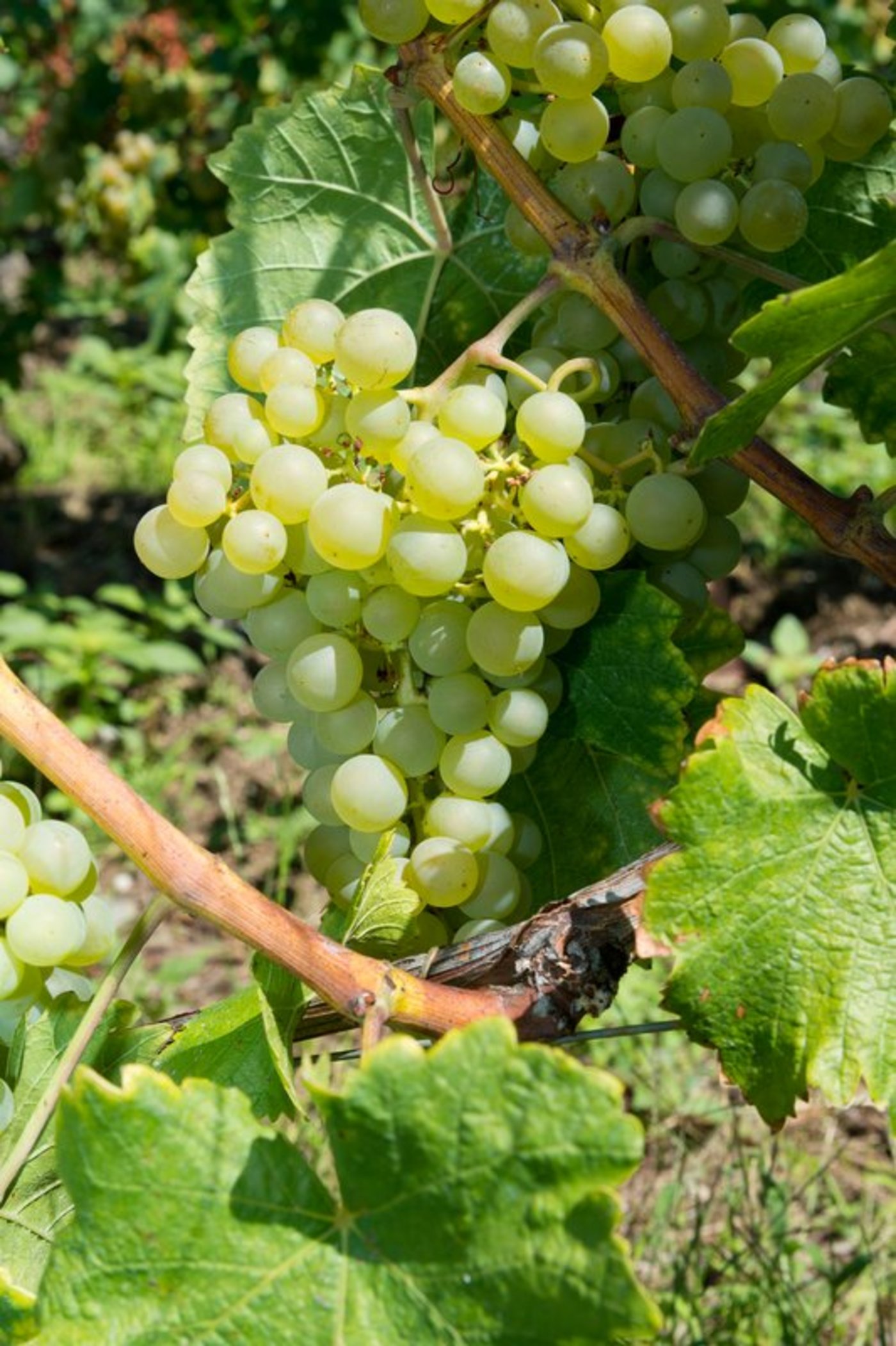 Rund zehn Tage früher als üblich hat die Lese begonnen. (Bild Archiv BauZ)