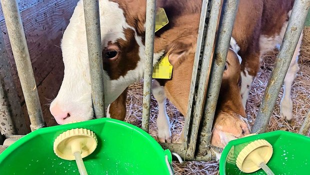 Unübersichtlicher Kälbermarkt: Gerade im Winterhalbjahr könnte die Ausmast auf dem Geburtsbetrieb entlasten. 