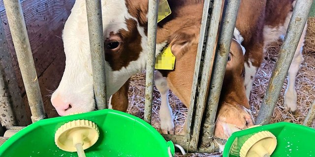 Unübersichtlicher Kälbermarkt: Gerade im Winterhalbjahr könnte die Ausmast auf dem Geburtsbetrieb entlasten. 