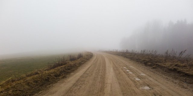 Im Kanton Graubünden sind bereits mehrere Wölfe überfahren worden. (Symbolbild vainodesositis/Pixabay )