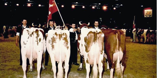 An der Europameisterschaft 1996 holte die Schweizer Delegation im Länderwettbewerb mit ihren jungen Kühen den zweiten Platz. Sieger wurde die Gruppe aus Deutschland. 