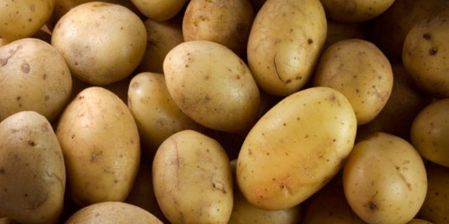 Die Ernte schalenloser Kartoffeln hat begonnen. (Bild: lid)