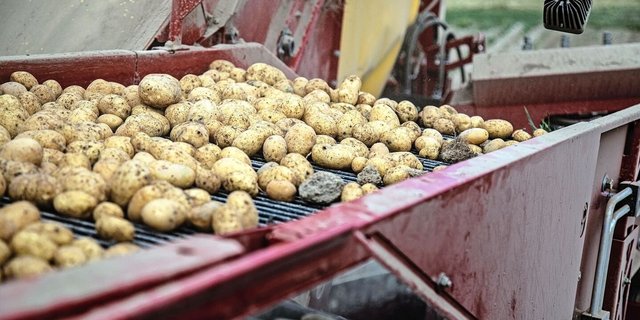 Dank mehrheitlich guten Anbaubedingungen fällt die diesjährige Kartoffelernte erfreulich aus.