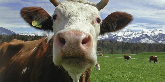 Kühe und Rinder sollen nicht trächtig geschlachtet werden. (Bild Proviande)