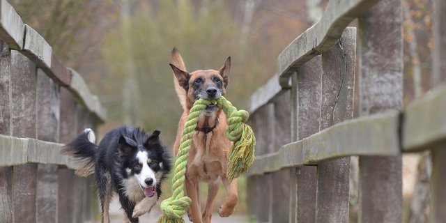 Hat der Hund keine Freude am neuen Spielzeug, kann man es online für einen guten Zweck spenden. (Bild Pixabay)