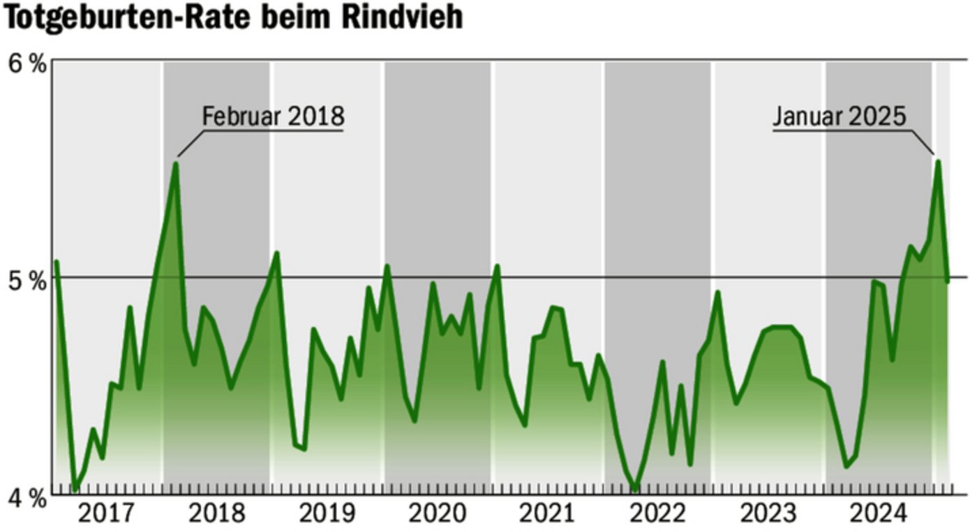Seit August 2024 stieg die Totgeburtenrate beim Rindvieh auf 5.53 %. Das letzte Mal so hoch war sie im Februar 2018.