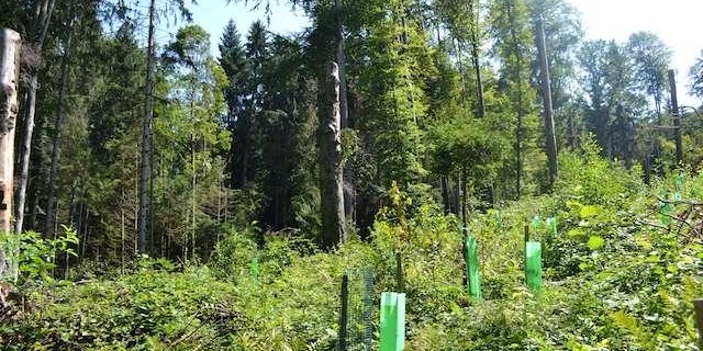 Generell will man zukunftsfähige Bäume eher fördern, als neu anpflanzen. An manchen Standorten ist das aber nicht möglich, wie hier, wo im Bireggwald LU Eichen gesät worden sind. (Bild jsc)