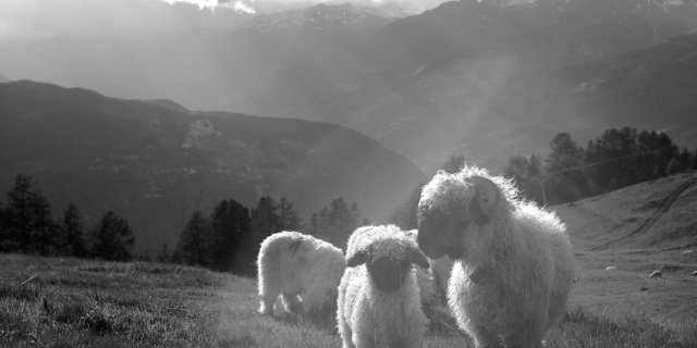 Auf der Alp Rüspeck beginnt ein junges Schwarznasenschaf seine Reise auf den Berg.