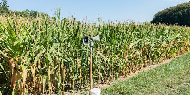 Der akustische Wildschweinschreck kann zusätzlich zu bestehenden Methoden eingesetzt werden. (Bild ZHAW)