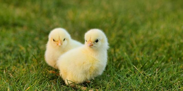 Die Demeter-Richtlinien «Hahn im Glück» verlangen, dass die sogenannten Bruderhähne unter biodynamischen Bedingungen mit viel Auslauf und Demeter-Futter aufwachsen. (Bild Pixabay)