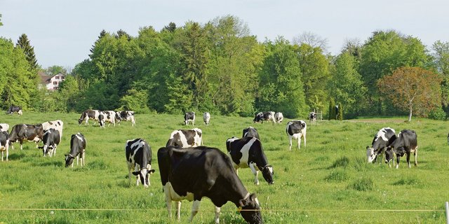 Milchkühe im Mittelland bleiben produktiv. Der Strukturwandel kann mit Neumitgliedern kompensiert werden.(Symbolbild rae)