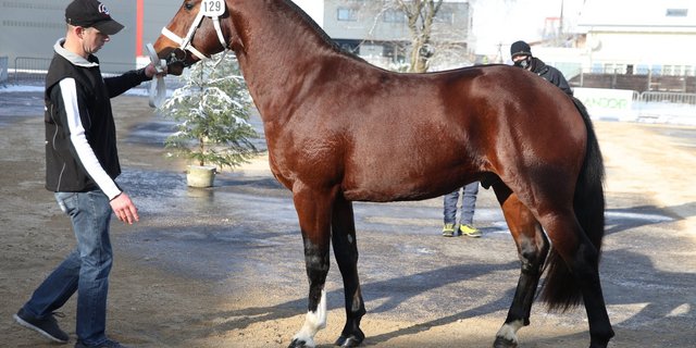 Der Sieger der diesjährigen Hengstkörung heisst Don Falco und steht im Besitz von Alain und Jean Gigandet aus Le Prédame JU. (Bild Karin Rohrer)