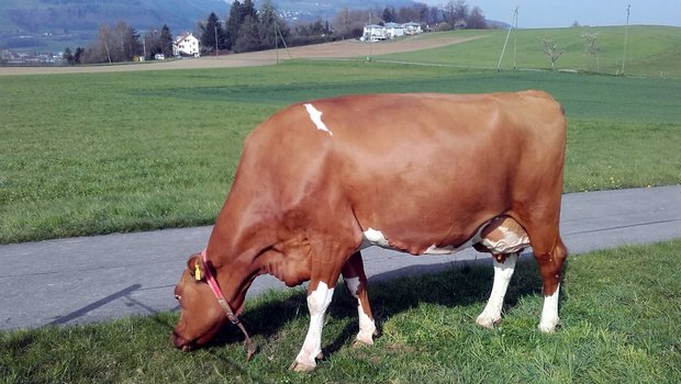 Die schöne Red Horizon Odyssey Fiala ist nicht nur hübsch, sondern auch ein liebes und gutmütiges Tier. Nur wenn sie ein Halfter und zu viele Leute sieht, kann sie zur Diva werden. (Bild Ruedi Wüthrich)