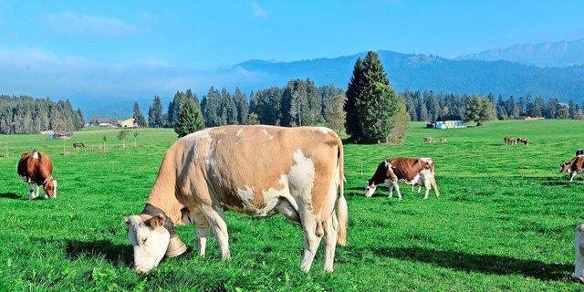 Die Proteingehalte im Weidefutter steigen. Das führt zu höheren  Milchharnstoffgehalten. Das muss bei der Ergänzungsfütterung beachtet werden.