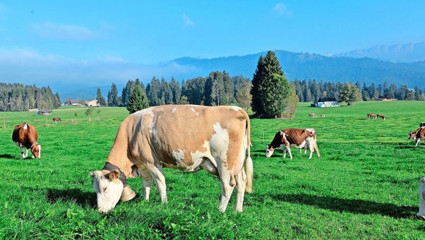 Die Proteingehalte im Weidefutter steigen. Das führt zu höheren  Milchharnstoffgehalten. Das muss bei der Ergänzungsfütterung beachtet werden.
