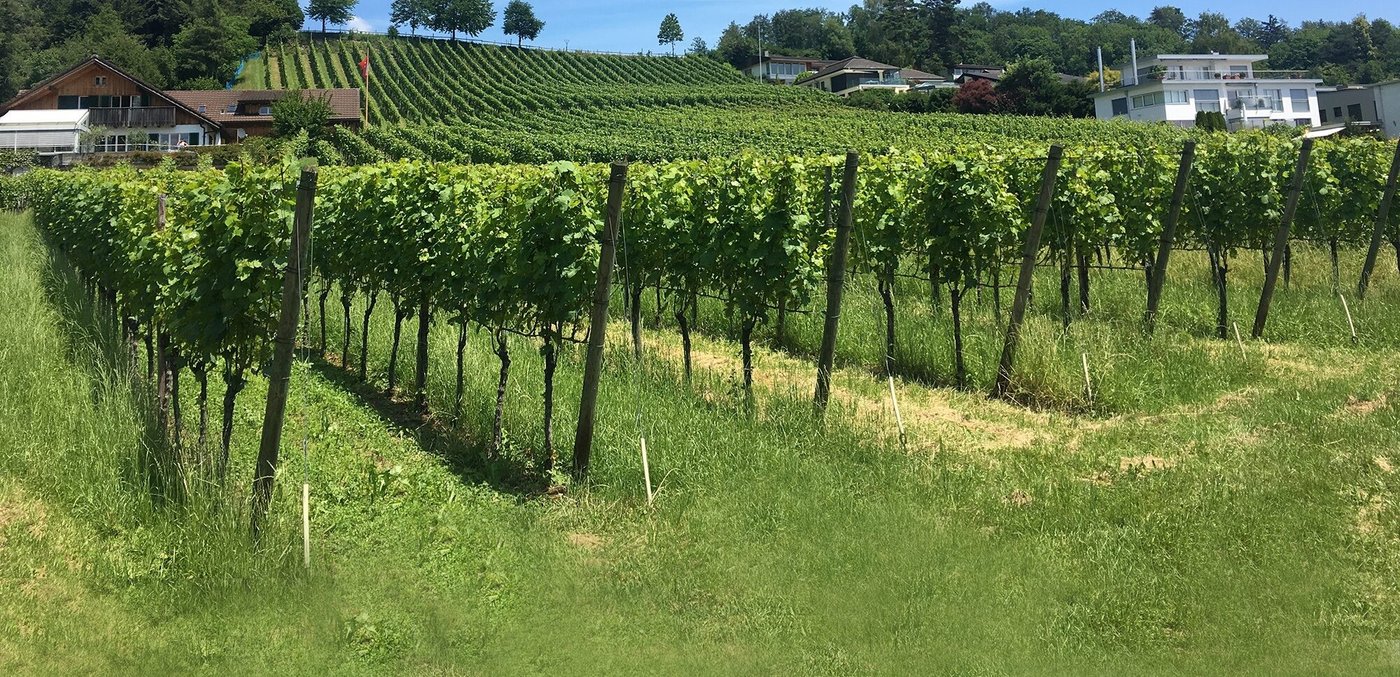 ETH-Forscher haben den Zusammenhang zwischen der Informationsquelle und den Schädlingsbekämpfungsstrategien bei Obstbau- und Weinbauproduzenten untersucht. (Bild ETH Zürich/Finger R.)