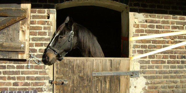 Das Virus scheint nicht extrem ansteckend zu sein, da sich die Boxennachbarn der erkrankten Tiere nicht angesteckt hätten. (Bild Pixabay)