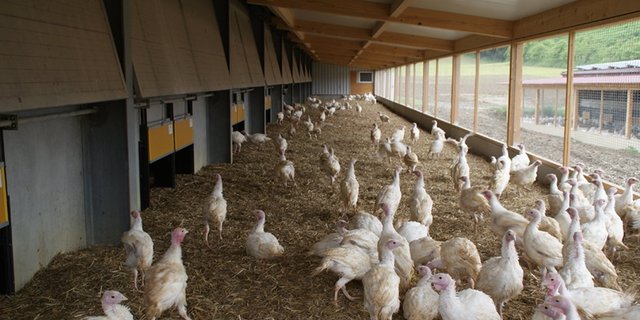 Uwe Plessing (nächstes Bild) musste einen „Wintergarten” für seine Truten bauen, um die Anforderungen des BTS-Programms zu erfüllen. (Bilder Michael Götz)