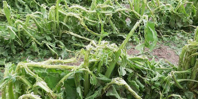 Nur auf den zweiten Blick ist hier noch zu erkennen, dass es sich um Zuckerrüben handelt. Zwar kann sich die Pflanze erholen, Ertrag und Zuckermenge leiden aber. (Bild Andrea Wyss)