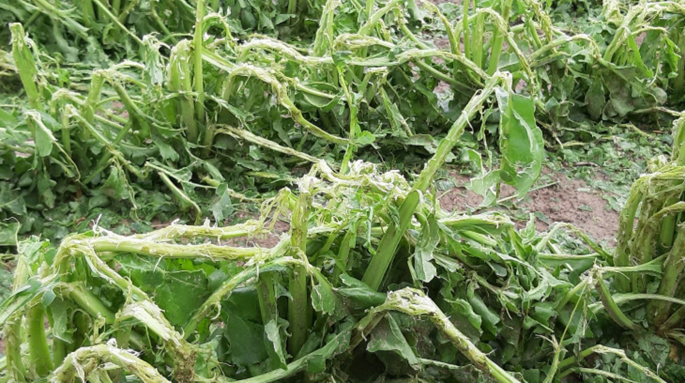 Nur auf den zweiten Blick ist hier noch zu erkennen, dass es sich um Zuckerrüben handelt. Zwar kann sich die Pflanze erholen, Ertrag und Zuckermenge leiden aber. (Bild Andrea Wyss)