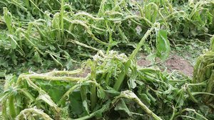 Was Sie nach den Unwetterschäden im Acker-, Gemüse- und Obstbau oder bei Zuckerrüben tun können Nur auf den zweiten Blick ist hier noch zu erkennen, dass es sich um Zuckerrüben handelt. Zwar kann sich die Pflanze erholen, Ertrag und Zuckermenge leiden aber. (Bild Andrea Wyss)