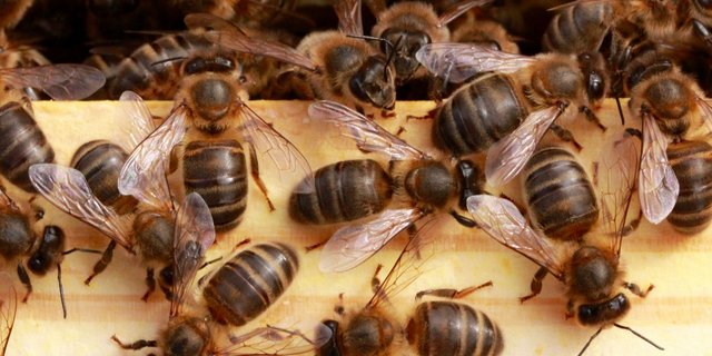 Was summt denn da? Das ist die einheimische Dunkle Biene. (Bild mellifera.ch)