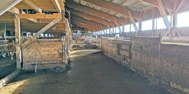 Blick in den Stall: Wie man sich bettet, so liegt man – das gilt auch fürs Rindvieh. 