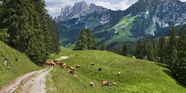 Auf Wanderwegen kommt es jedes Jahr wieder zu Unfällen zwischen Mutterkühen und Wanderern. Dies werde durch die Wolfspräsenz nur verstärkt. (Bild Unsplash)