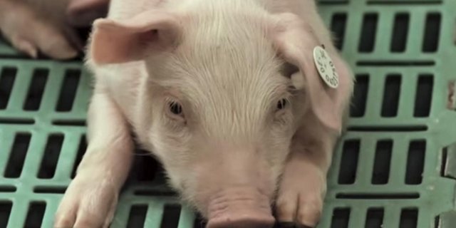 Insgesamt leben in Art Tellin 10'000 Muttersauen und 35'000 Ferkel. (Bild Videostill LFD-Holding)