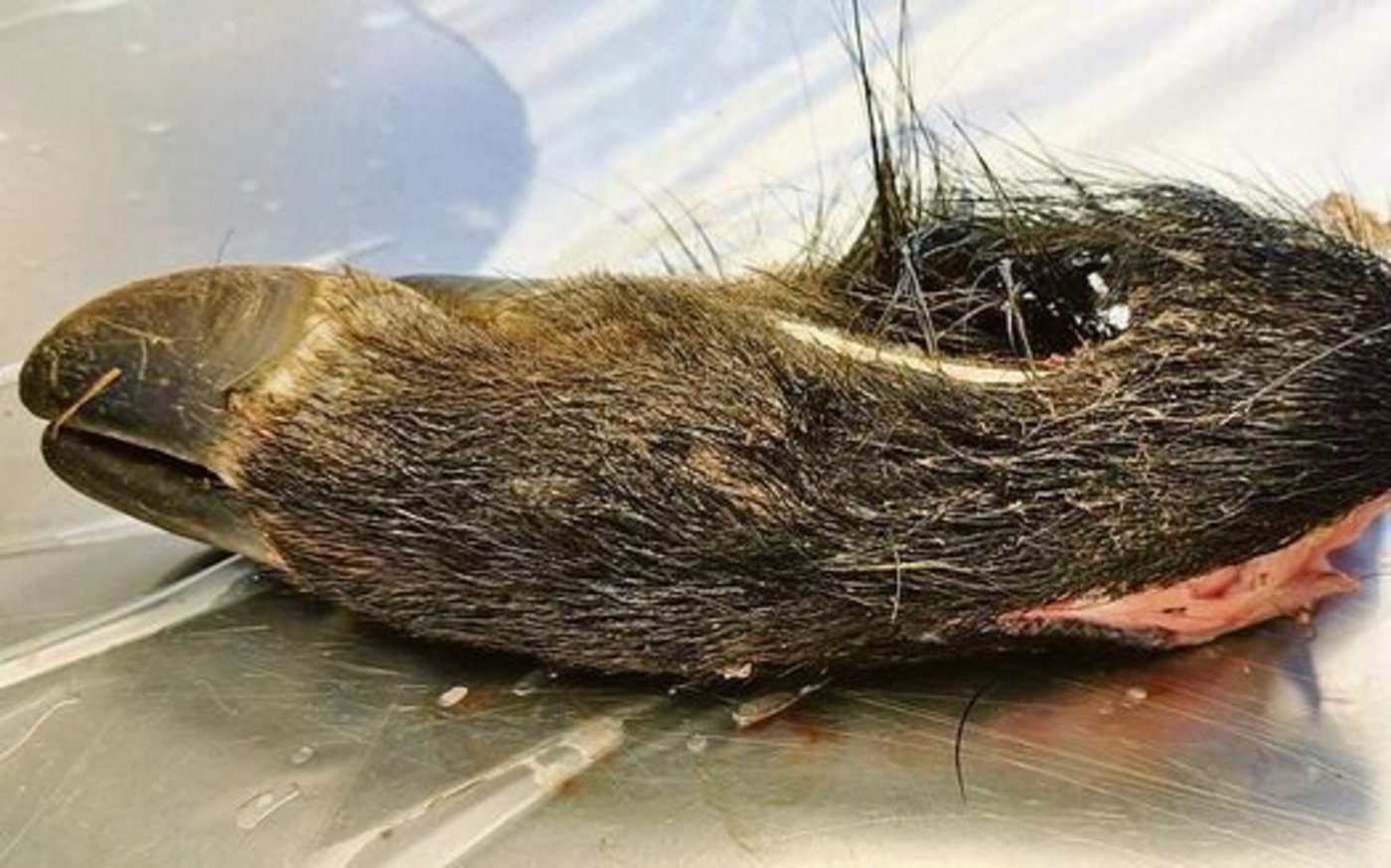 Am 6. September wurde in einer Probe von einem Wildschweinkadaver ein Fall von Afrikanischer Schweinepest festgestellt.  