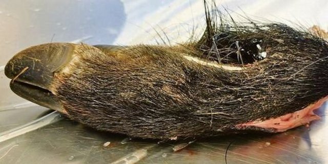 Am 6. September wurde in einer Probe von einem Wildschweinkadaver ein Fall von Afrikanischer Schweinepest festgestellt.  