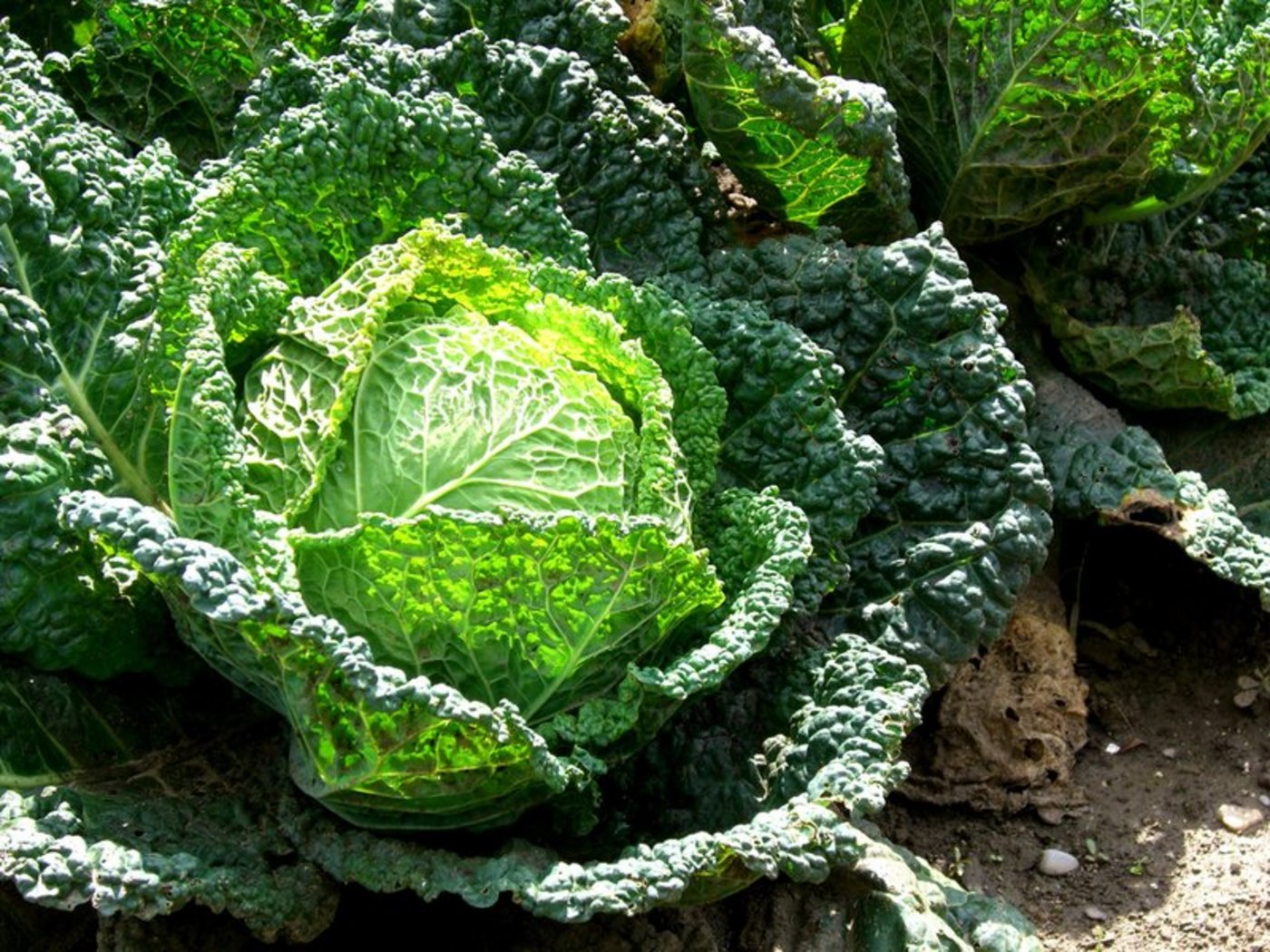 Typisches Wintergemüse: Wirz. (Marco Buchmann/landwirtschaft.ch)