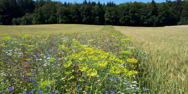 Im Sommer 2021 sollen in der Schweiz mindestens 300 neue Blühstreifen zu finden sein. (Bild SBV)