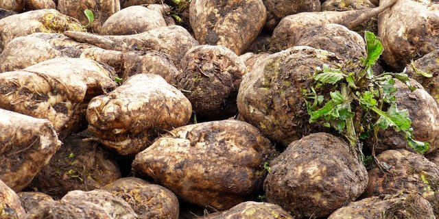 2021 laufen die temporären Massnahmen des Bundes aus, die dem Schweizer Zucker zu mehr Wettbewerbsfähigkeit verhelfen sollten. Der Grenzschutz soll weitergeführt werden, findet die WAK-N. (Bild Pixabay)