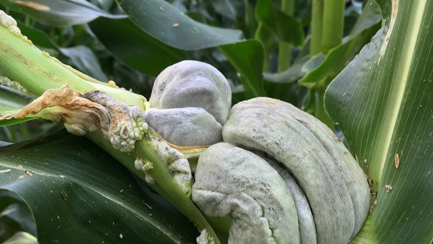 Das Resistenzgen Lr34 soll auch gegen Maisbeulenbrand helfen. (Bild UHZ)