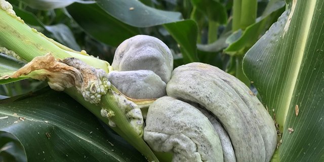 Das Resistenzgen Lr34 soll auch gegen Maisbeulenbrand helfen. (Bild UHZ)