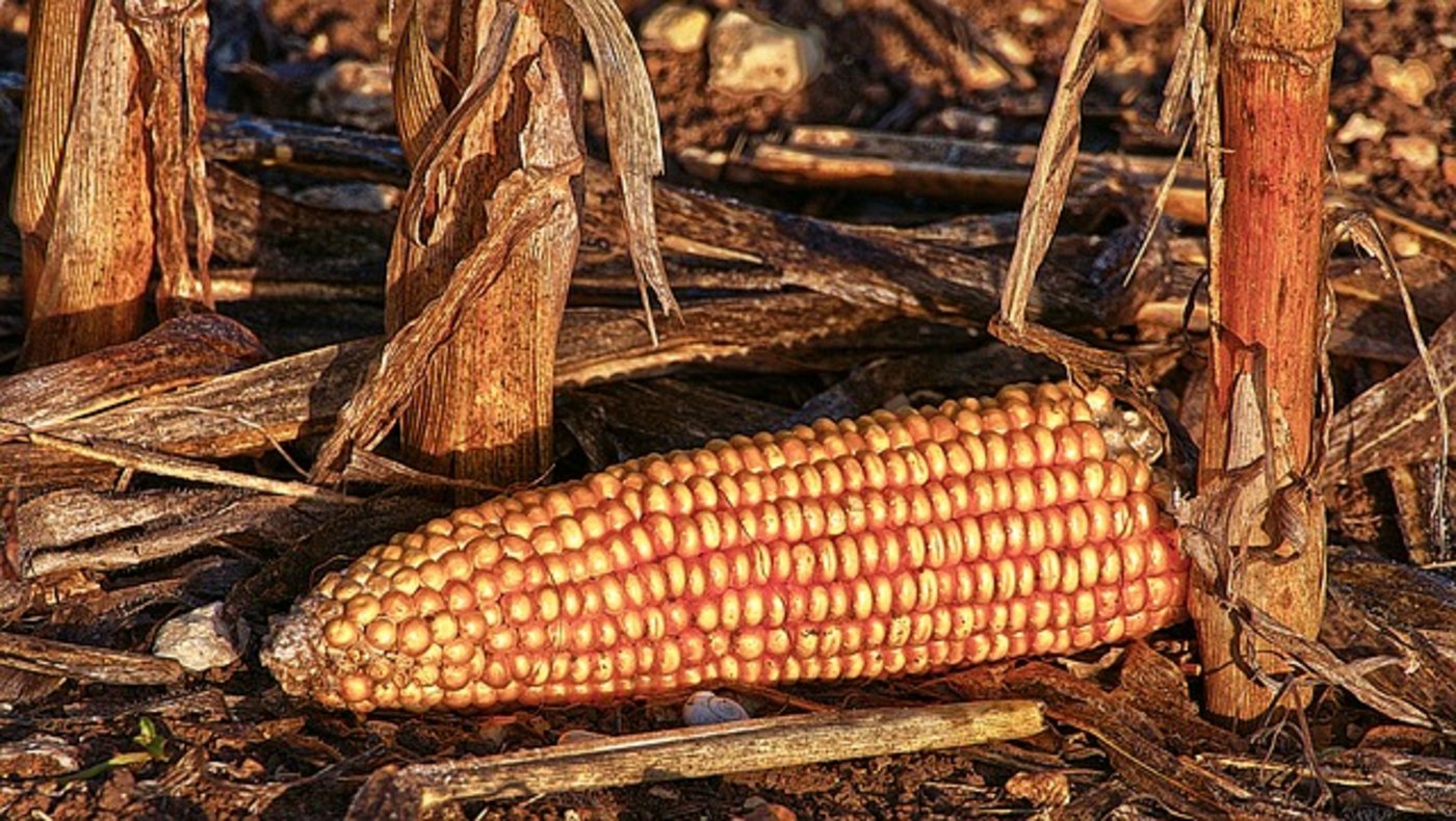 Der Bund will in Zukunft vor Trockenheit warnen. (Bild pixabay)